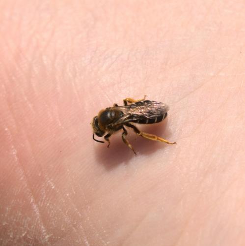 Réf. 253 225 : Halictus rubicundus